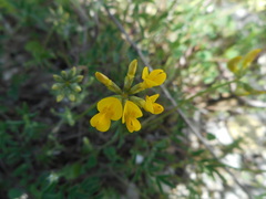 Hippocrepis comosa