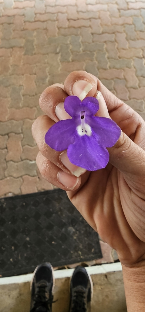 false African violet from Barrine QLD 4872, Australia on May 3, 2024 at ...