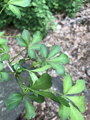 Eleutherococcus sieboldianus