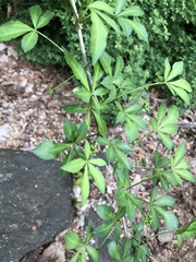 Eleutherococcus sieboldianus