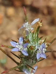 Eriastrum filifolium