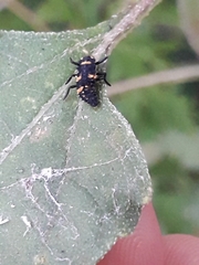 Hippodamia convergens