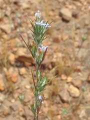 Eriastrum filifolium