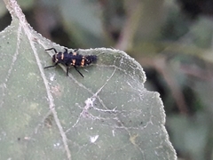 Hippodamia convergens