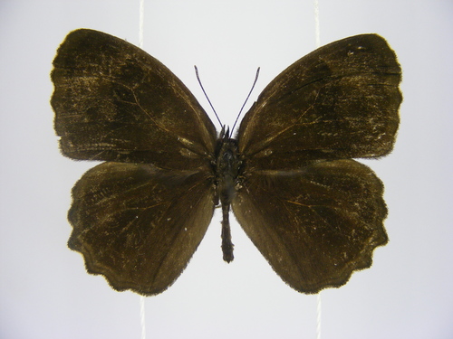 Dentate Bush Brown