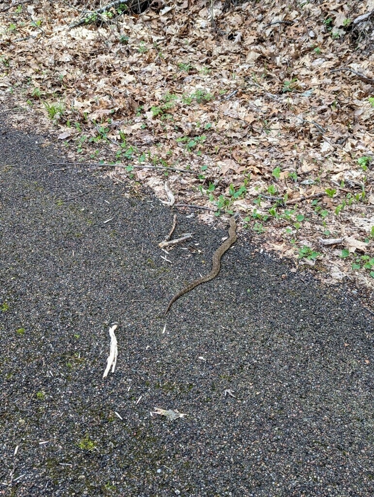 Eastern Hognose Snake from Bay St, Chippewa Falls, WI, US on May 4 ...