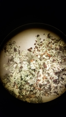 Stereocaulon dactylophyllum