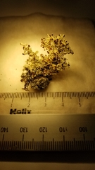 Stereocaulon dactylophyllum