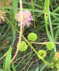 Mimosa quadrivalvis
