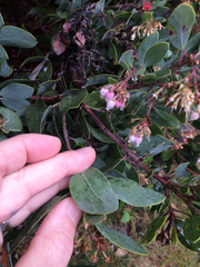 Arctostaphylos patula