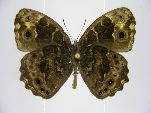 Dentate Bush Brown
