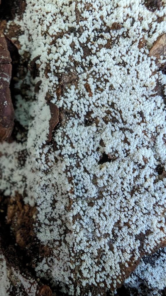 Henningsomyces candidus · May 2024 · photo: © atsushi_nakajima_cirque (iNaturalist, cc-by)