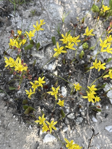 Image of Eriospermum schlechteri by (c) Charleen Brunke, some rights reserved (CC BY)