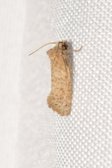 Acrolophus forbesi