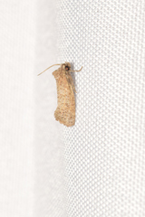 Acrolophus forbesi
