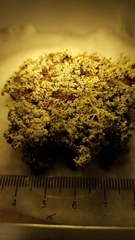 Stereocaulon paschale