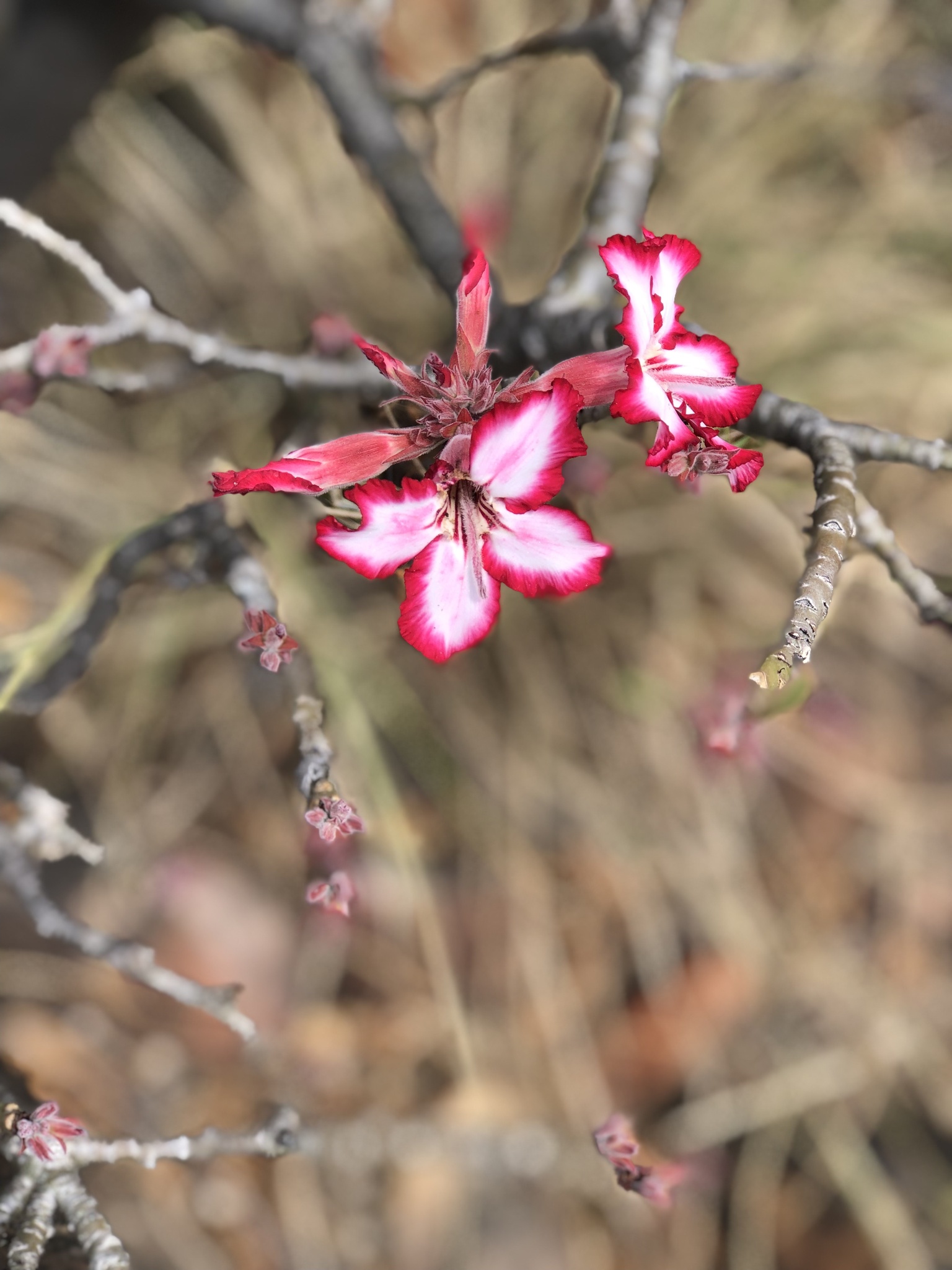Imagem de Rosa-do-deserto