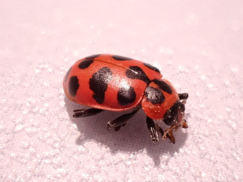 Spotted Pink Lady Beetle photographed in New Jersey