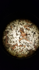 Stereocaulon paschale