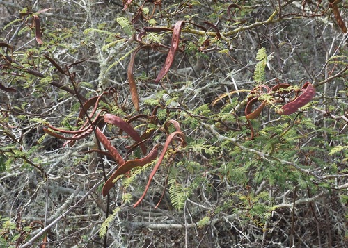 Galápagos acacia (Vachellia rorudiana)