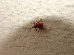 Anthonomus rectirostris