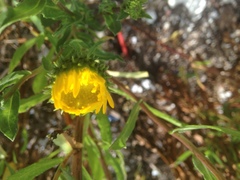 Grindelia stricta angustifolia