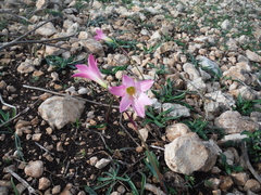 Zephyranthes rosea