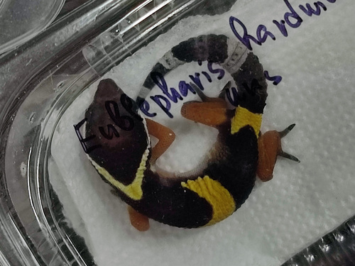 Eastern Indian Leopard Gecko