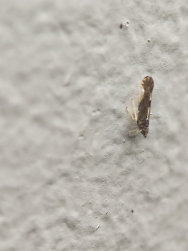 Sardia rostrata, 2024-04-29