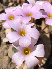 Oxalis attaquana