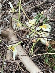 Lilieae