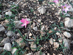 Zephyranthes rosea