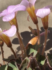Oxalis attaquana