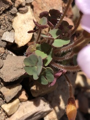 Oxalis attaquana