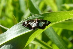 Heliomata cycladata