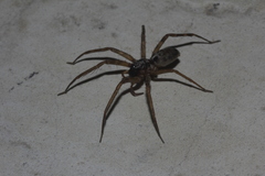 Megalostrata