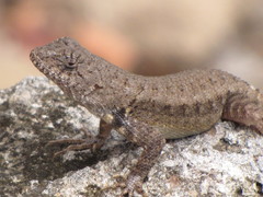 Nelson's Spiny Lizard photo 4