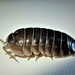 Triangle-faced Pill Woodlouse - Photo (c) Agapakis Georgios, some rights reserved (CC BY-NC), uploaded by Agapakis Georgios