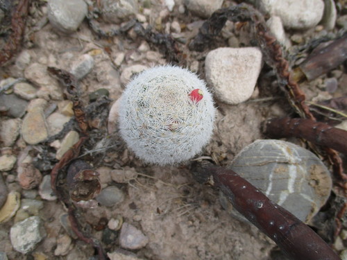 Mammillaria lasiacantha