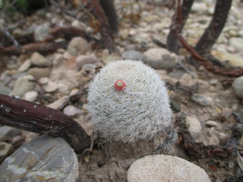 Mammillaria lasiacantha