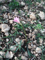 Zephyranthes rosea