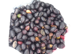 Simarouba berteroana