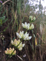 Lupinus densiflorus