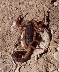 Centruroides edwardsii