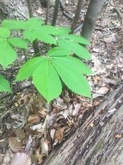 Aesculus sylvatica