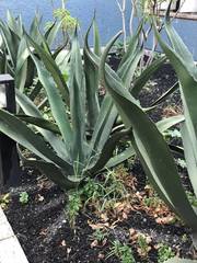 Agave mapisaga