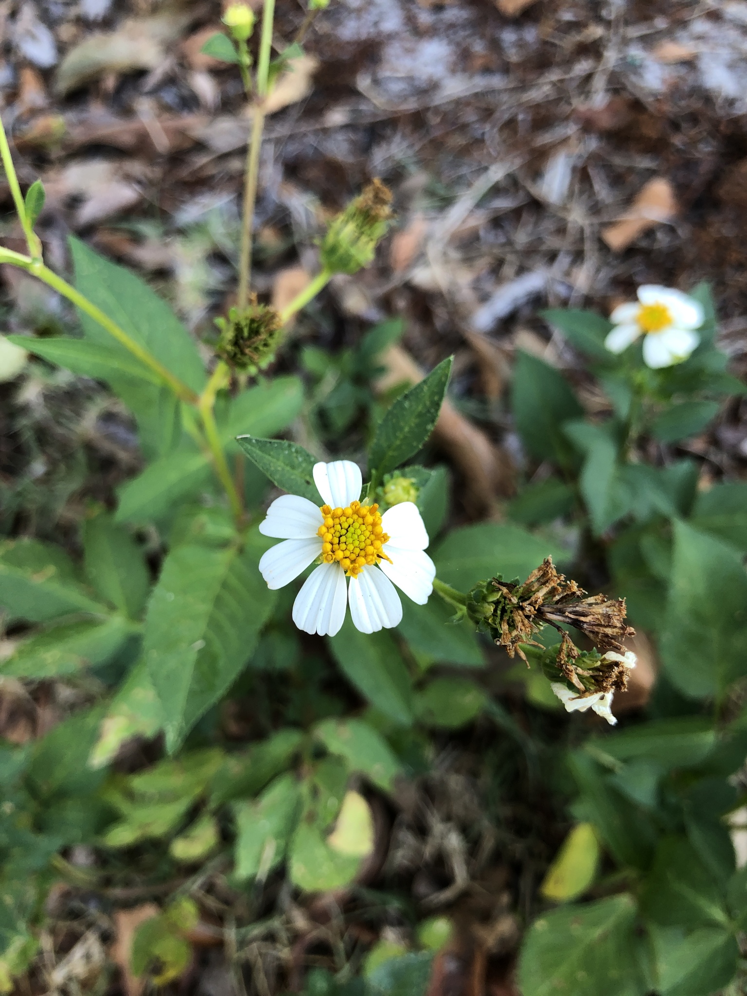 Bidens alba