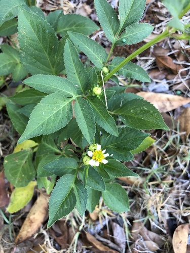 Bidens alba
