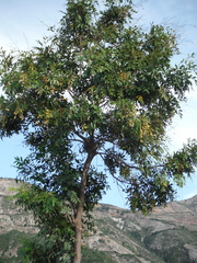 Simarouba berteroana