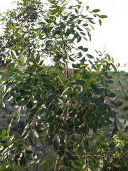 Simarouba berteroana